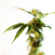 GirlGrowsGirls