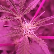 TinyGrowingAdventures