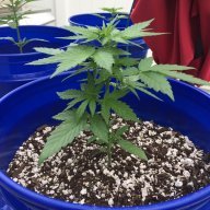 greenhunter420