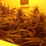 SgtBudRot