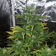 okiereefer