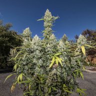 trichomechaser420