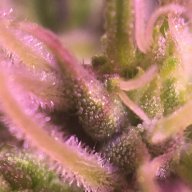 DabRigCentral.com