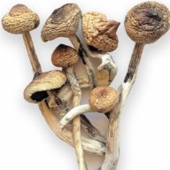 theshroomshop