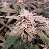 SacredSativas333