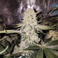 TheBlackHand420