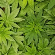 420ROB710