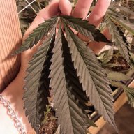 losanflo