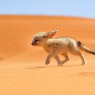 Foxseeds