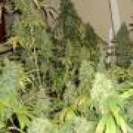 chronichaze