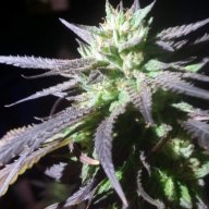 Shadowmind54