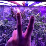 StonerMike303
