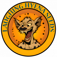 laughinghyenaseeds