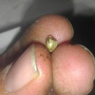 mimedicinalmarijuana