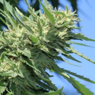 Ganjaherbs