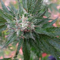 budzilla0815