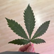 Calismoker_