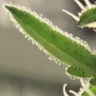 Max_Greenfinger