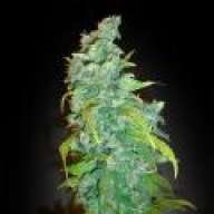 ieatbud