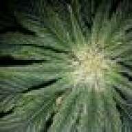 payton420