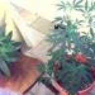 huge joint