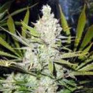 trichometoker