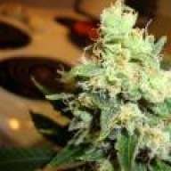 FUDD'S BUDS