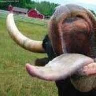 rabidcow