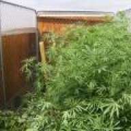 Brentman420