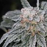 HydroKush