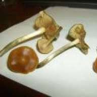 shroom360