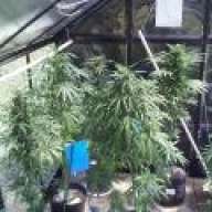 more4u2c
