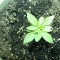 "SmokinForever"