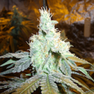 bigsourD