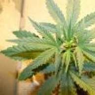 JahRoots