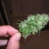 SlightlyStoned