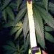 mr.weed.