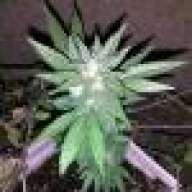 DOCER213OG