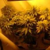 cracker84