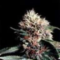 bud mike