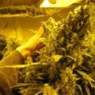 420pharms