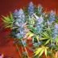 hellotrees