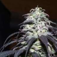 TheDrugStore