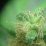 HomeGrownGood