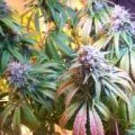 SEXWAX