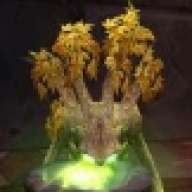 Candlefoot