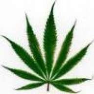 trichome3