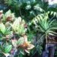 forrestweed