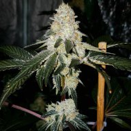 BluffinCali