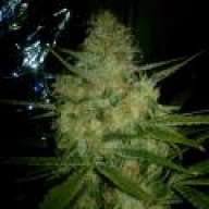 Love2Smoke85